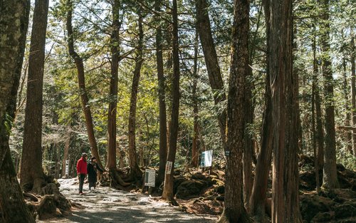 Misteri Hutan Aokigahara di Gunung Fuji Jepang: Kisah Sunyi yang Penuh Teka-Teki